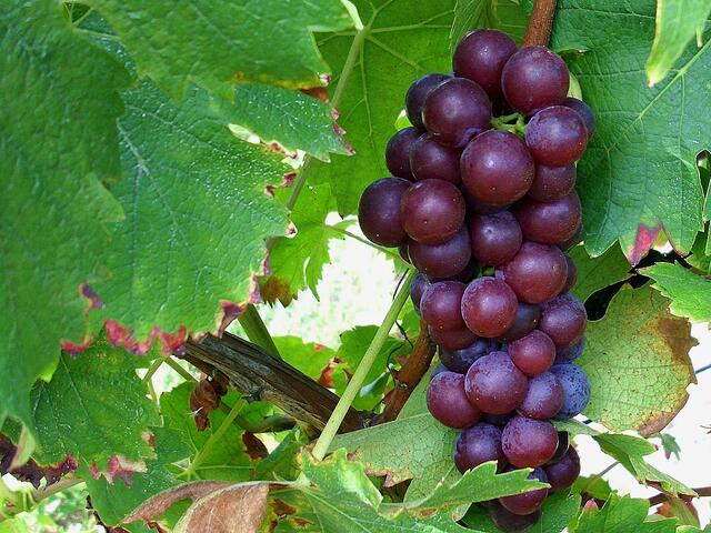 Wird daraus ein Pinot Gris?