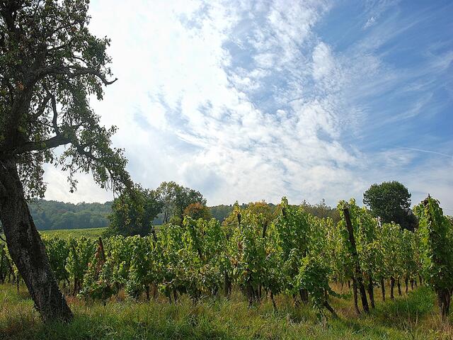 Irgendwo im Elsass an der Rue des Vins ...