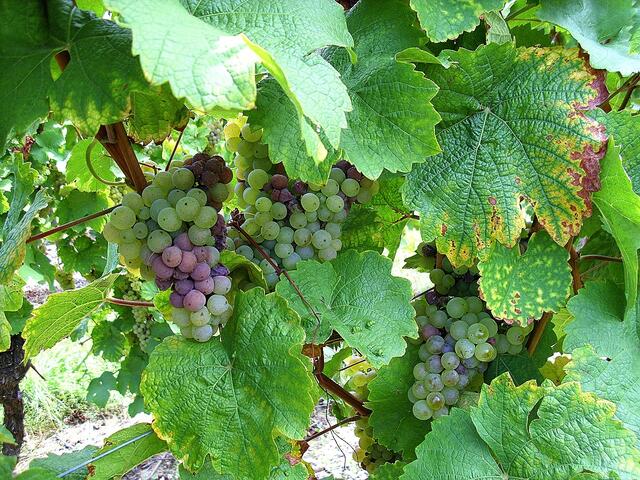 Trauben für einen Gewürztraminer