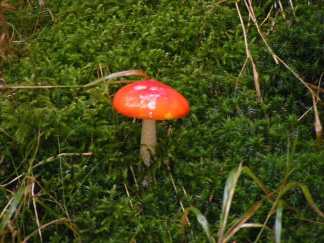 ..einsam im Moos...