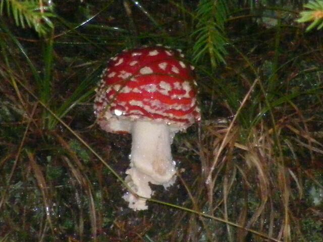 ...der versteckt sich unter einer Tanne...