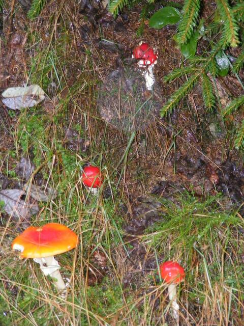 ...Formenvielfalt...