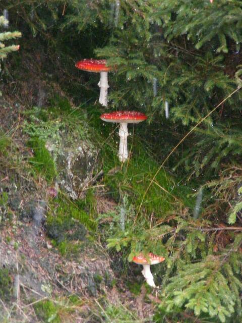 ...Hangparade...