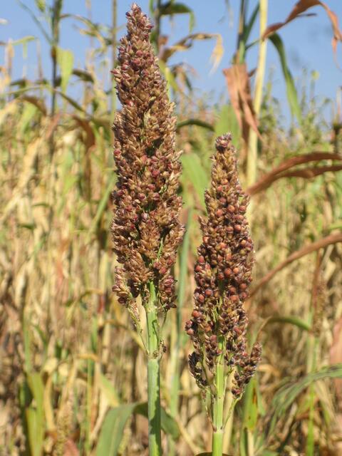 Sorghum, eine mannshohe Hirseart