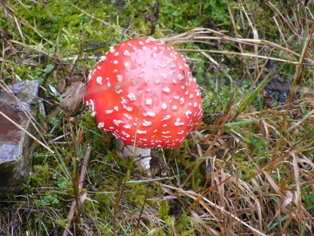 ...ein Fliegenpilz wie er im Buche steht...