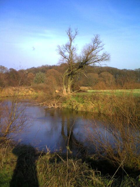 Ein Baum-Methusalem (Marienwerder)