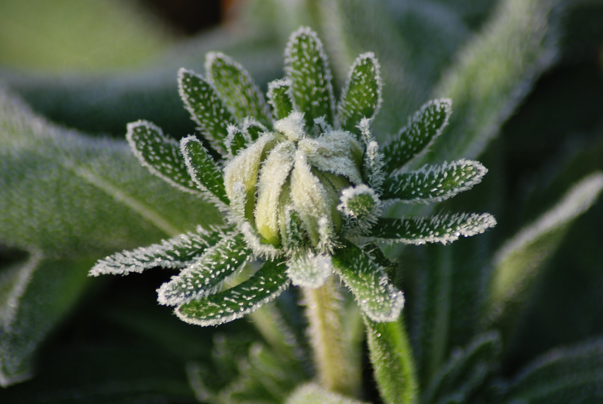 Eisblumen im Garten Eichenau