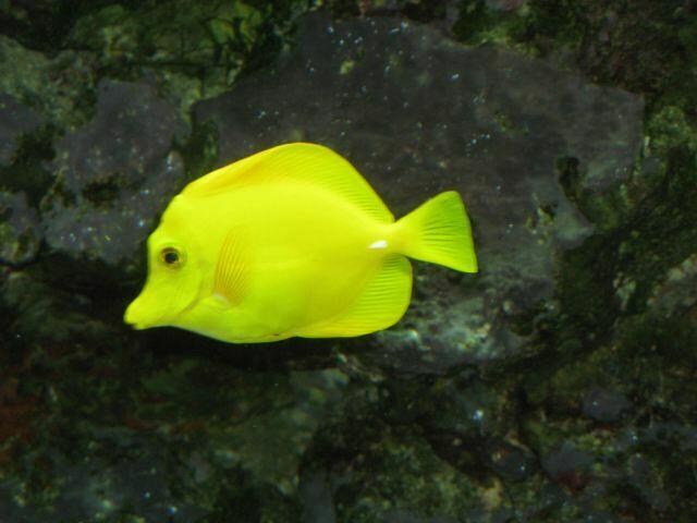 gelber Doktorfisch