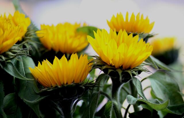 Ihnen fehlte - wie uns - die Sonnenstrahlen