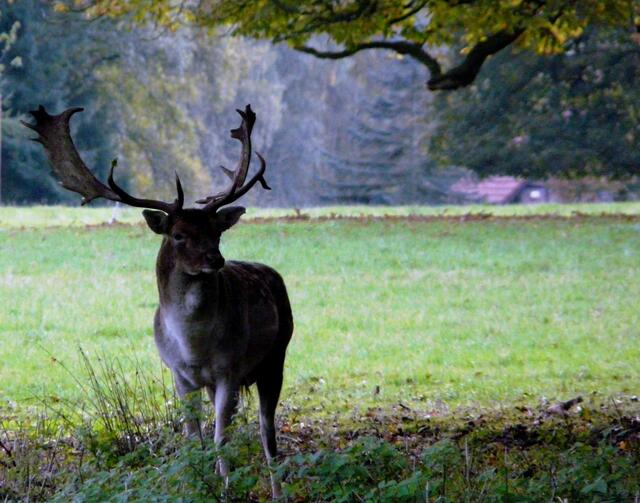 Wildpark Dülmen