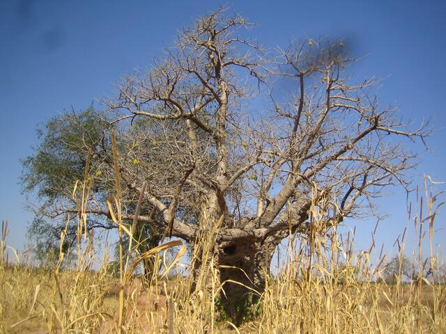 Baobab - Affenbrotbaum hinter Hirsefeld