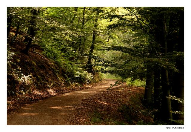 Lichtdurchfluteter Waldwanderweg