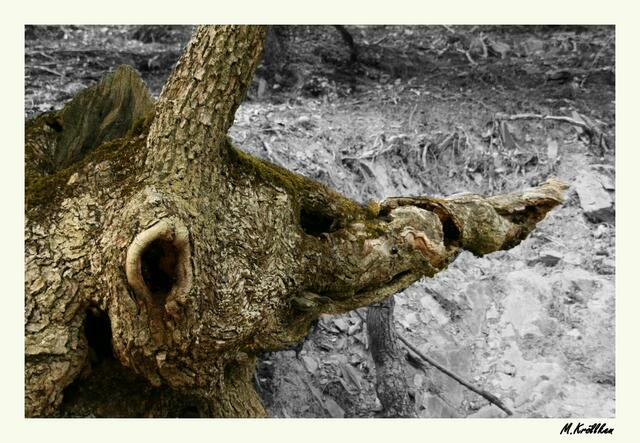 Das letzte Einhorn: Urige Eichenwurzeln bilden skurile Formen