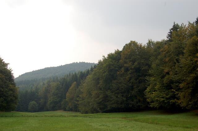 Waldeinsamkeit bei Löhlbach