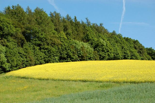 Rapsblüte im Kellerwald