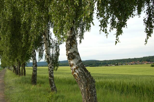 Birken säumen die alten Landstraßen