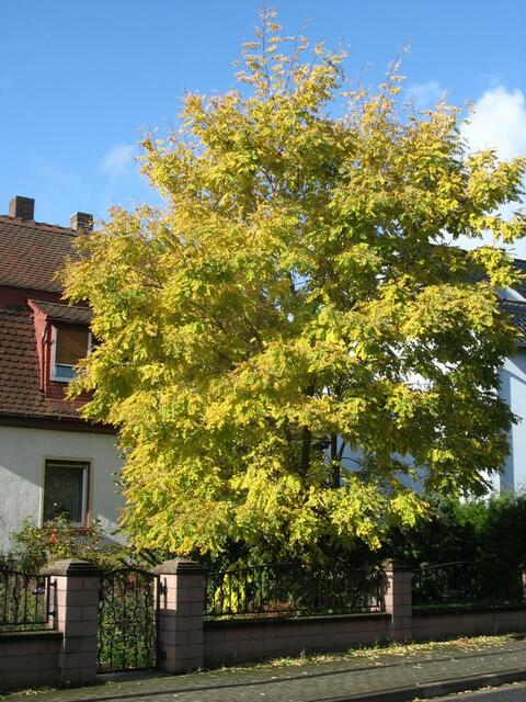 Herbstlicher Garten