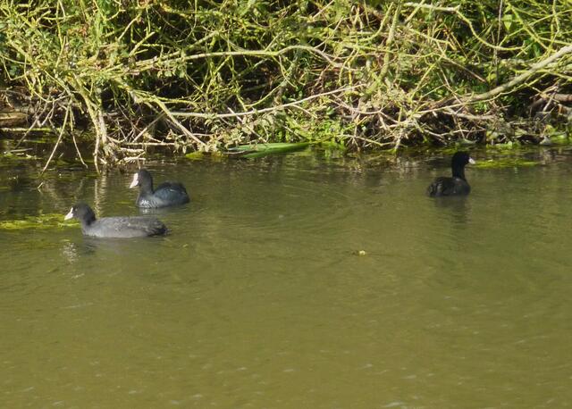 Drei sind eben immer einer zuviel