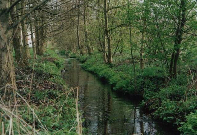 die SCHWEINFE ein kleines idyllisches Bächlein fließt in Gemünden in die Wohra