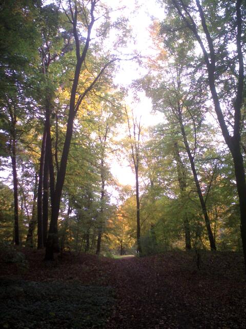 Herbstfärbung in Marienwerder