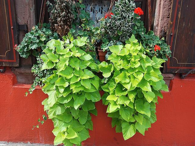 Ipomoea batatas "Marguerite" - so schön blüht sie nicht nur in Ribeauvillé, sondern überall im Elsass.