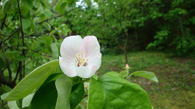 Doch nur eine einzige Frucht hing nun am Baum :-(