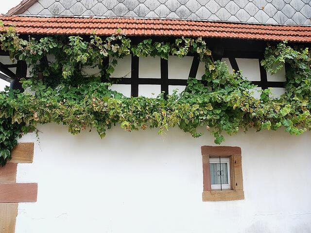Schneeweiß sind die Wände der schmucken Fachwerkhäuser. (Hunspach)