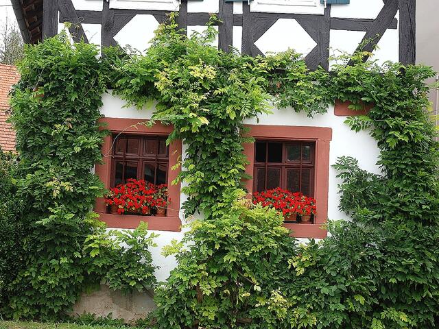 Versteckt hinter Grün ... (Seebach)