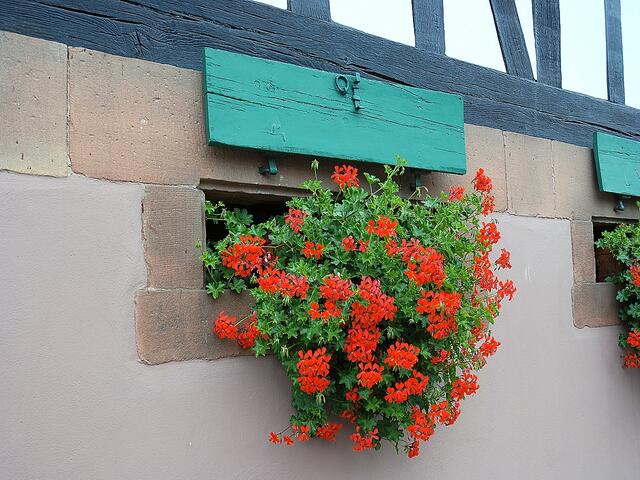 Selbst die Kellerfenster "blühen". Hier kann man gut erkennen, dass das Fachwerk oberhalb der unteren Grundmauern beginnt. (Hohwiller)