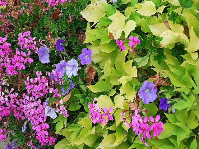 Blütenträume & Ipomoea batatas "Marguerite" (Hohwiller)