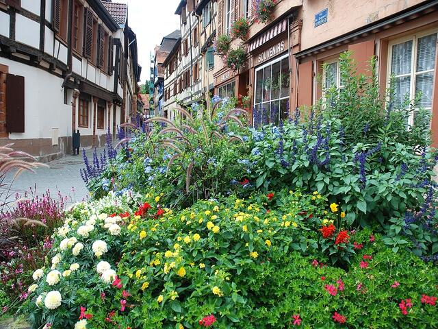 Das gehört zusammen: Blumen und Fachwerk (Bouxwiller)