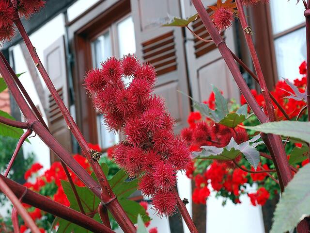 Rhizinus & Geranien ... (Seebach)