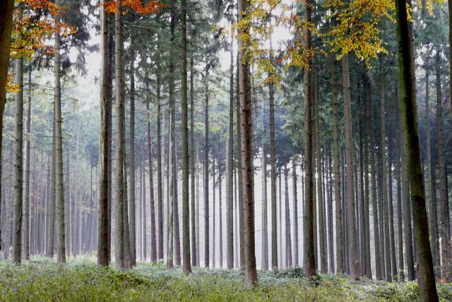 Baumberge