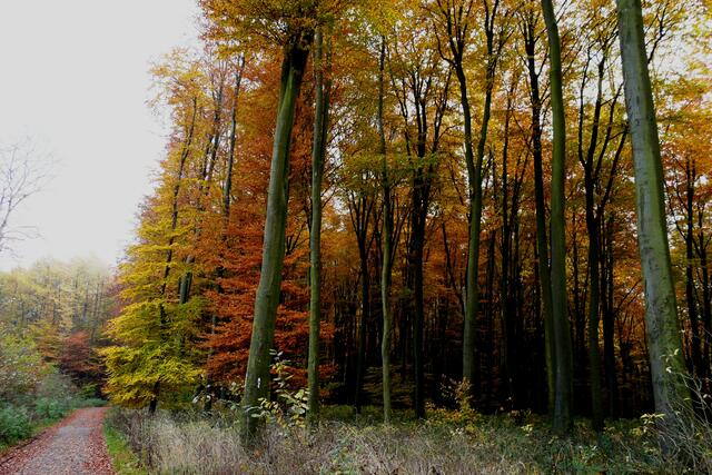Baumberge