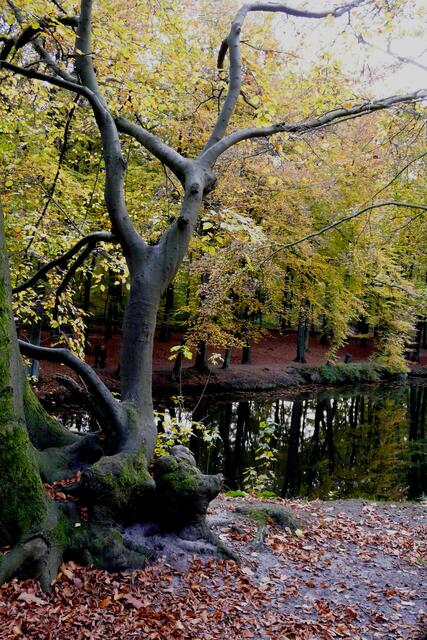 An der Stever