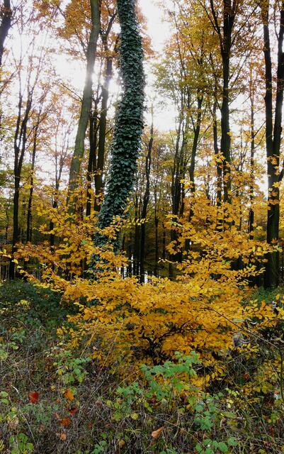 Baumberge