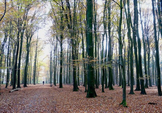 Baumberge