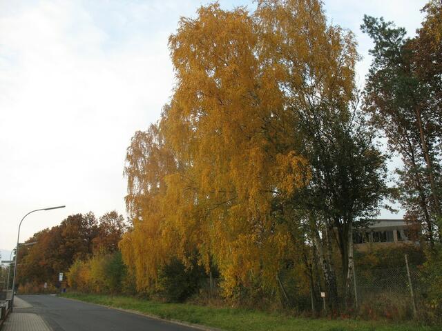 Herbst im Rohrborn