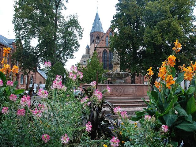 Spinnenblumen (Cleome spinosa ) blühen  vor der Stadtpfarrkirche St. Georg in Haguenau.