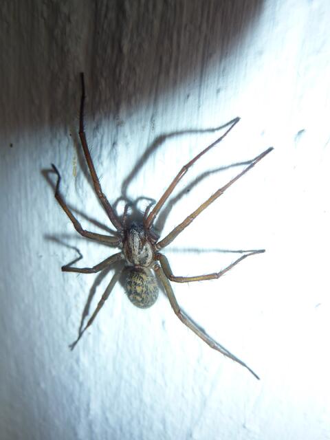 Schönheit einer Spinne oder EKEL? Zur Evolutionsgeschichte des Ekel, zum Ursprungsekel und sekundär erlernten Ekel - kulturellem Ekel (Angst - Bösem - Hässlichkeit und Neuroästhetik) siehe Artikel. Foto W.H.