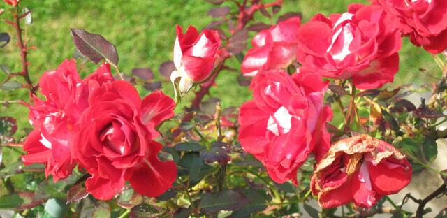 ...Blüten und Knospen des Rosenstämmchens...