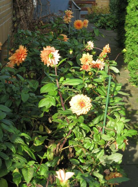 ...wir geben so schnell nicht auf und wollen noch alle Knospen öffnen...