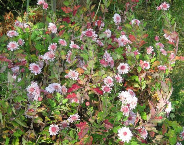 ...rosa Blütenpracht...