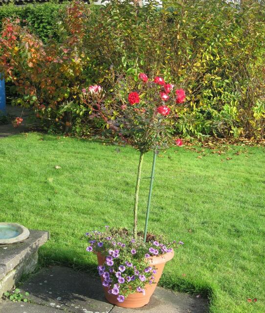 ...das Rosenstämmchen...