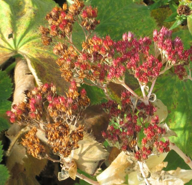 ...Fruchtstand der fetten Henne...