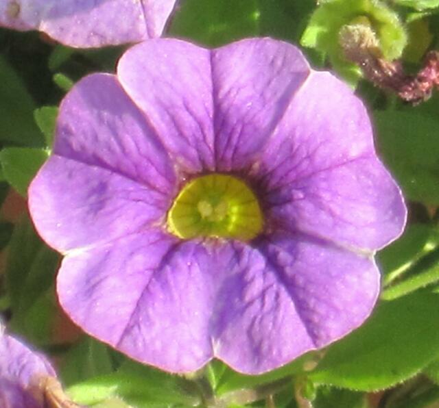 ...zart geäderte Blüte...