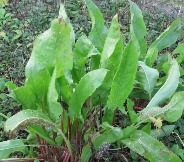 ...Sauerampfer. Als Soße ein ausgezeichneter Begleiter zum Spargel...