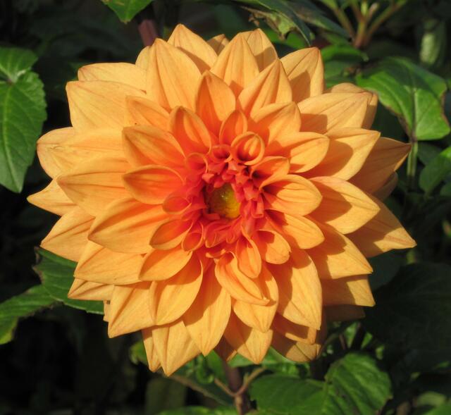 ...ich bringe Wärme in diese kalte Zeit...