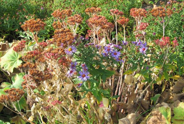 ...und dazwischen die blaue Aster...