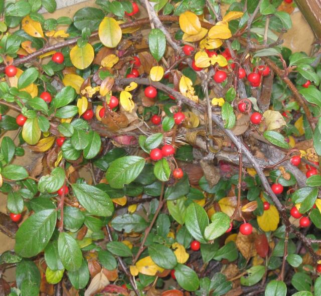 ...wir sind die Zwergmispeln (Cotoneaster). Unsere Beeren leuchten auch im Winter noch rot, wenn wir schon alle Blätter verloren haben...